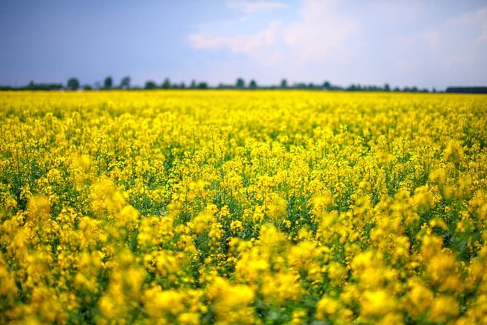 Field of flowers