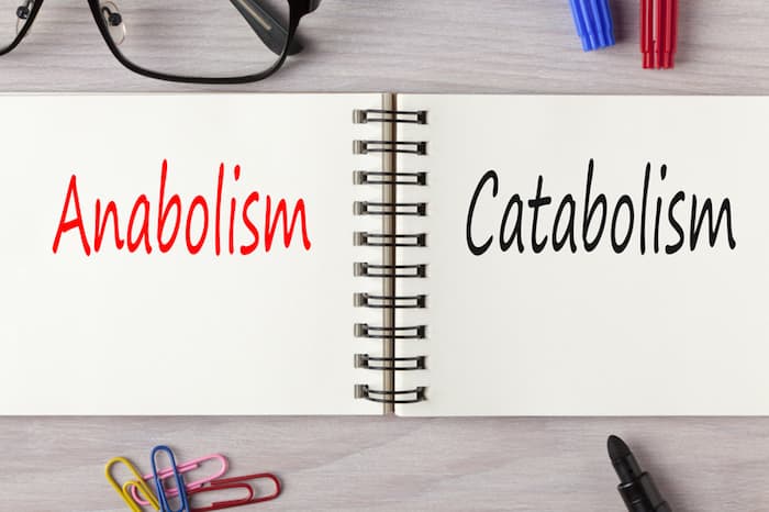 anabolism catabolism