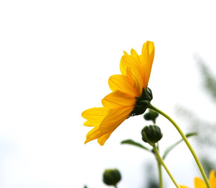 Yellow Flowers